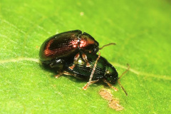 Crepidodera aurea