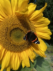 Vanessa atalanta