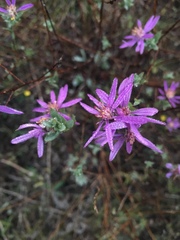 Symphyotrichum sericeum
