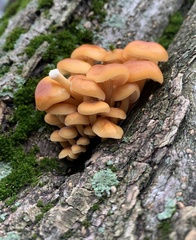 Flammulina