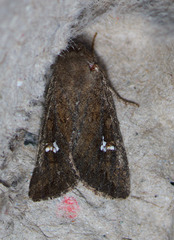 Tricholita fistula