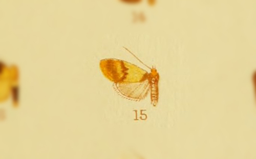 Halone flavinigra