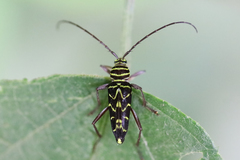 Megacyllene acuta