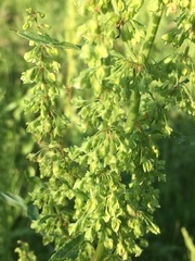 Rumex altissimus
