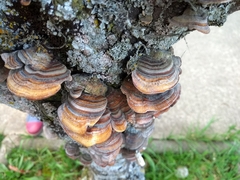 Trametes versicolor