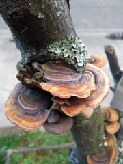 Trametes versicolor