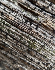 Berkleasmium conglobatum
