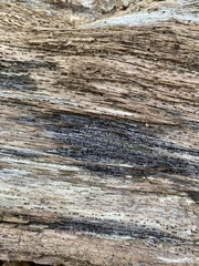 Berkleasmium conglobatum
