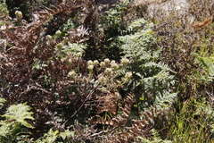 Phylica pubescens