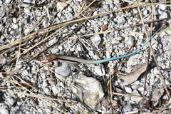 Pholidoscelis auberi orlandoi