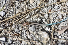 Pholidoscelis auberi orlandoi
