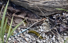 Pholidoscelis auberi orlandoi