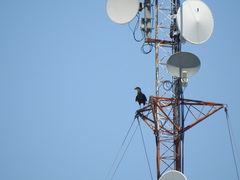 Caracara plancus
