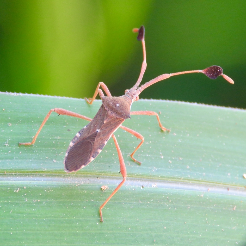 Chariesterus alternatus