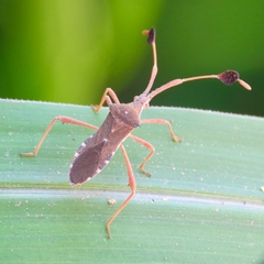 Chariesterus alternatus