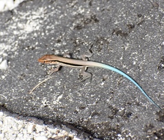 Pholidoscelis auberi orlandoi