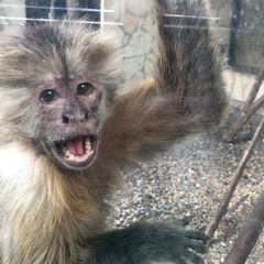 Chlorocebus aethiops