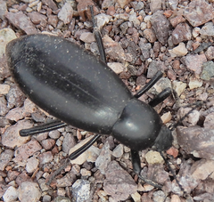 Eleodes longicollis