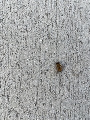 Apis mellifera