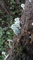 Mycena cyanocephala
