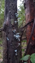 Mycena cyanocephala