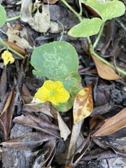 Magnoliopsida