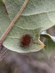 Atrusca trimaculosa