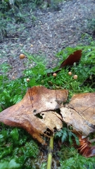 Marasmius bulliardii