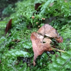 Marasmius bulliardii