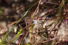 Wahlenbergia cernua