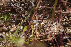 Wahlenbergia cernua