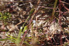 Wahlenbergia cernua