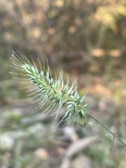 Echinopogon caespitosus