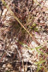 Wahlenbergia cernua