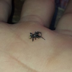 Latonigena auricomis