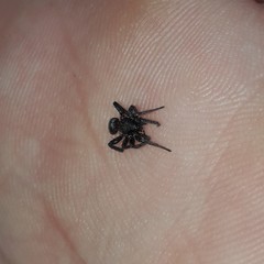 Latonigena auricomis