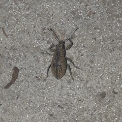 Naupactus versatilis