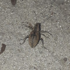 Naupactus versatilis
