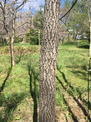 Diospyros virginiana