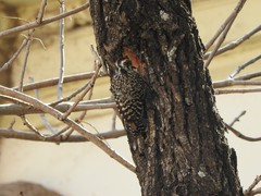 Dryobates mixtus