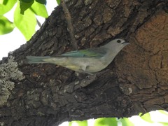 Thraupis sayaca