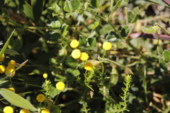 Chrysocoma coma-aurea