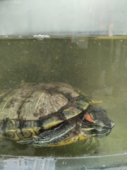 Trachemys scripta elegans