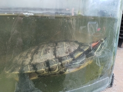 Trachemys scripta elegans