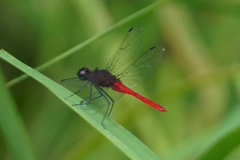 Planiplax phoenicura