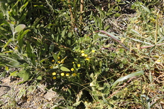 Chrysocoma coma-aurea