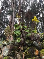 Aeonium canariense