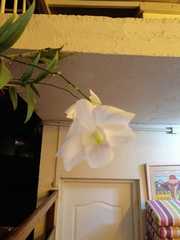 Phalaenopsis aphrodite