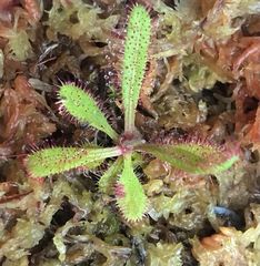 Drosera adelae