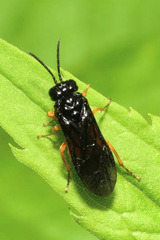 Monophadnus spinolae